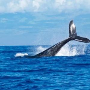 比特币“巨鲸”